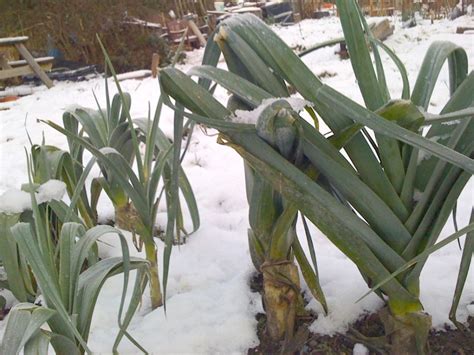 Perennialize Your Leeks - Laidback Gardener