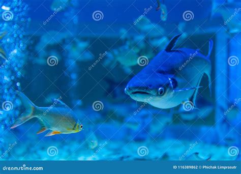 Iridescent Shark in a Private Aquarium Stock Photo - Image of water, shiny: 116389862