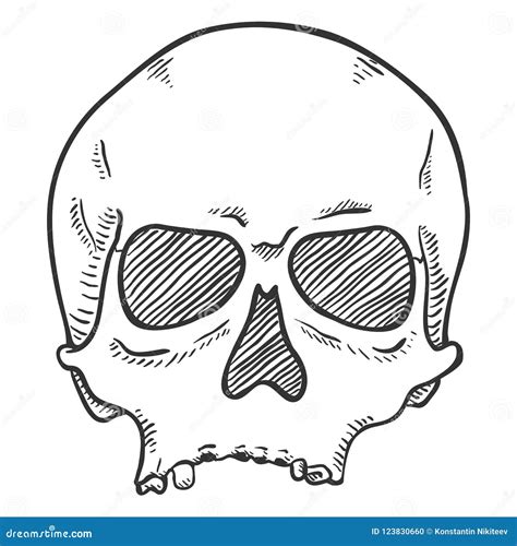 Vector Single Sketch Illustration - Human Skull without Lower Jaw Stock ...