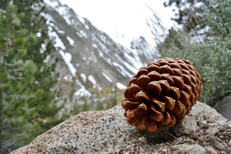 Inyo National Forest Camping Guide - Beyond The Tent