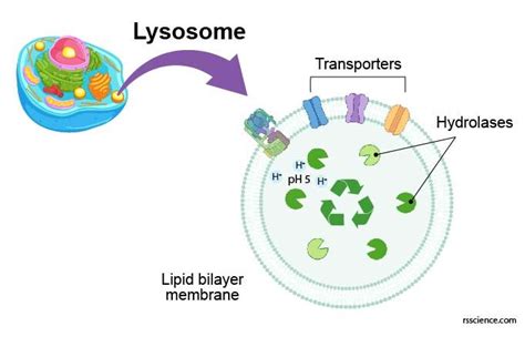 Lysosome - the cell’s recycling center - definition, structure ...