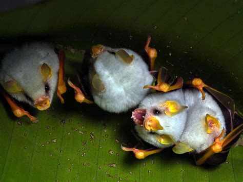 honduran white bat | Bat animal, Animal icon, Funny animal pictures