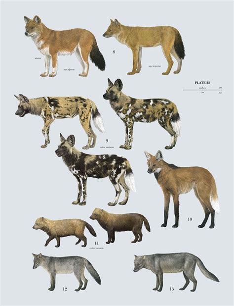 Canidae - Alchetron, The Free Social Encyclopedia