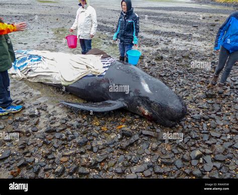 Stranded pilot whale beached at the northern tip of New Zealand's South ...