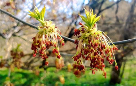 Acer Negundo Manitoba Boxelder Maple Male Purple Yellow White Flowers ...