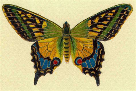 The Graffical Muse: 5 Vintage Butterfly Illustrations