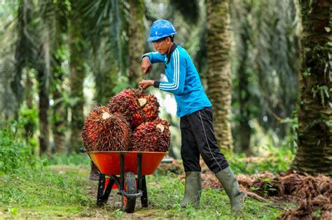 Kebun Kelapa