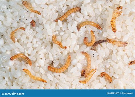 Flour Worms. Rice Infected Flour Worms Stock Image - Image of insect ...