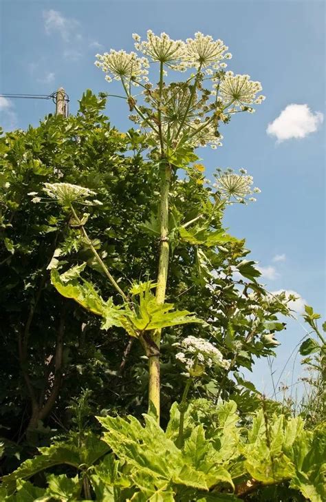 Giant hogweed: What is it, how do you spot it, and how dangerous can it ...