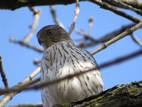 Cooper's Hawks — Susan Kirby