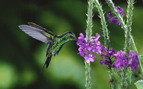 20 hummingbird wallpapers WallpaperFullHD