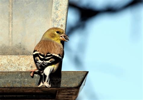 Goldfinch On Bird Feeder Close Up Free Stock Photo - Public Domain Pictures