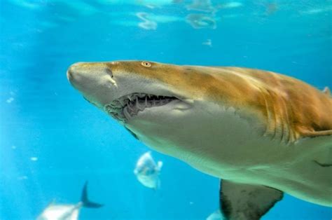 Sand Tiger Shark Nursery Discovered In Long Island's Great South Bay | Nature World News