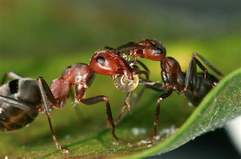 Ants provide clues to why biodiversity is higher in the tropics