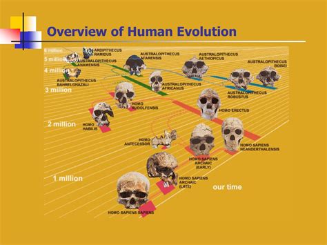 PPT - Overview of Human Evolution PowerPoint Presentation, free ...