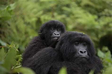 Congo Gorilla Trekking Guide, Congo Gorilla Safari Tours,Watching Gorillas