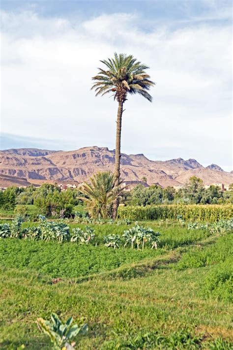 Oasis on the Desert, Morocco Stock Image - Image of orange, horizontal ...