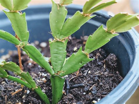 Propagating Christmas Cactus | 2 Ways, 7 Steps - Bunny's Garden