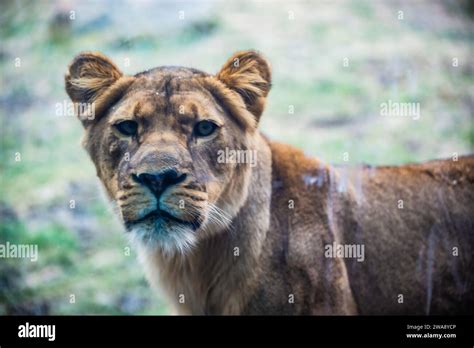 Granby, Quebec - Dec 31 2023: Female Lion in the winter Granby Zoo Stock Photo - Alamy