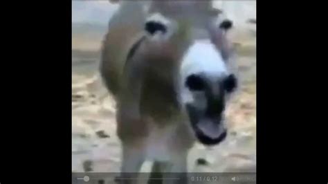 Donkey Laughing Gif