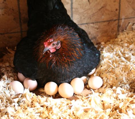 Broody Hen | Hen laying on a huge pile of eggs.Babies should… | Flickr