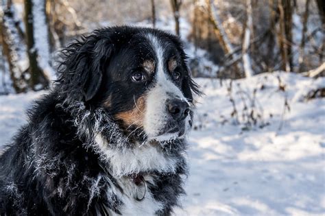 20 Dog Breeds Made For Winter and Cold Weather – The Pawsitive Co