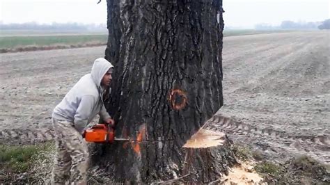 Incredible Fastest Skill Huge Tree Felling With Chainsaw, Dangerous Stihl Chainsaw Cutting Tree ...