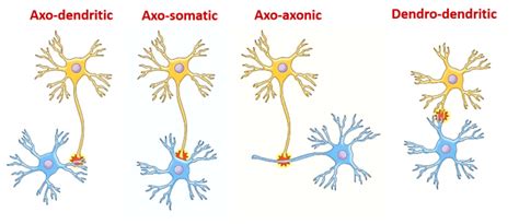 Synapses - Types and Structure , Anatomy QA