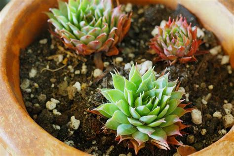 How to Make Your Own Potting Soil for Succulents