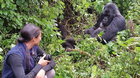 Interested In Gorilla Trekking in Uganda? Here's Everything You Need To Know