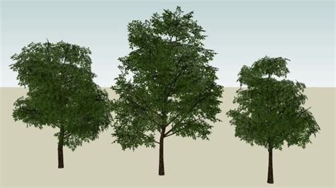 Árvores 3D (Trees) - 3D Warehouse | 3d tree, Plants, Tree