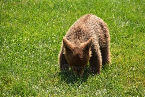 Wild Brown Bear Cub Playing in Grass 10336597 Stock Photo at Vecteezy