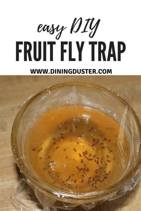 Get Rid of Pesky Fruit Flies with an Easy DIY Fruit Fly Trap - Dining ...