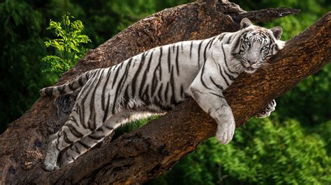 White Tiger With Blue Eyes HD Animals Wallpapers | HD Wallpapers | ID #49442