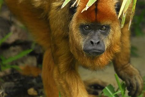 Macaco-Uivador ou Barbado: Características, Habitat e Fotos | Mundo Ecologia