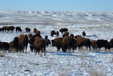 Plains bison herd re-established to the Key First Nation in ...