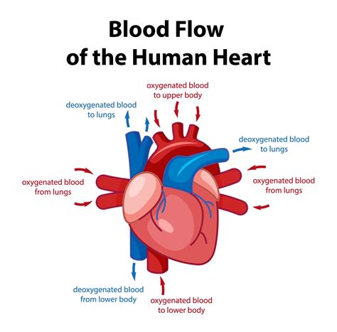 Information poster of human heart diagram 1858653 Vector Art at Vecteezy