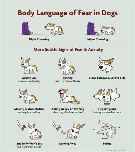 What Are The Signs Of A Fearful Dog