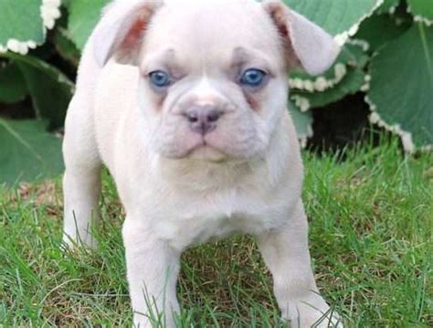 Barron French Bulldog Puppy in Lancaster, PA - FrenchieForSale.com