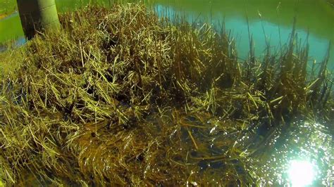 Yabani lepistes Gambusia Natural Habitat ( Gambusya ) - YouTube