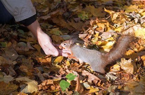 Squirrel eating nuts stock photo. Image of wildlife, animals - 11567652