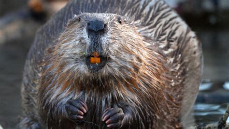 How Dangerous Is the Beaver? | HowStuffWorks