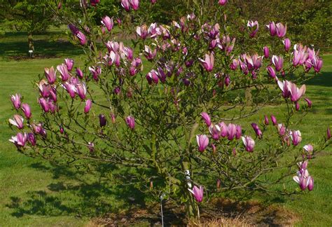 Magnolia liliiflora - Trees and Shrubs Online