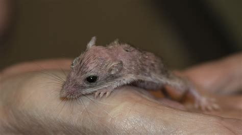 Baby Kangaroo rat | Liberty Wildlife