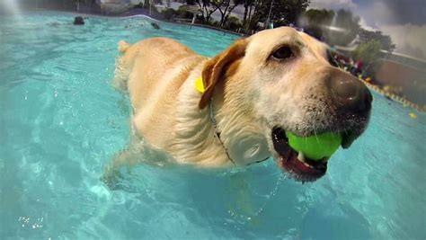 Dogs Swimming in a Pool, Stock Footage Video (100% Royalty-free) 15987829 | Shutterstock