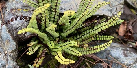 Asplenium trichomanes | Ferns and Lycophytes of the World