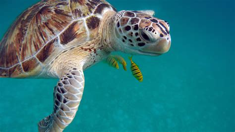 Tartaruga a Perhentian Besar, Perhentian Islands, Malesia (HTC RE) | World turtle day, Turtle ...