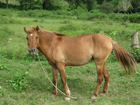 Kleyns In The Philippines: * Farm Animals