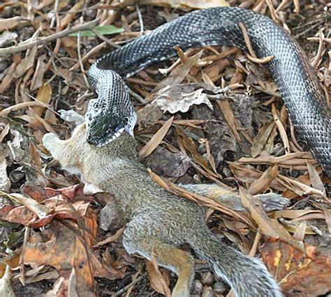 On-Farm Pest Control: Rat Snake With Squirrel | NC State Extension