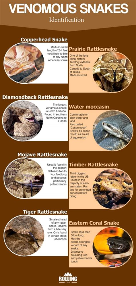 Venomous Snakes: Identification and Bite Treatment In The Wilderness